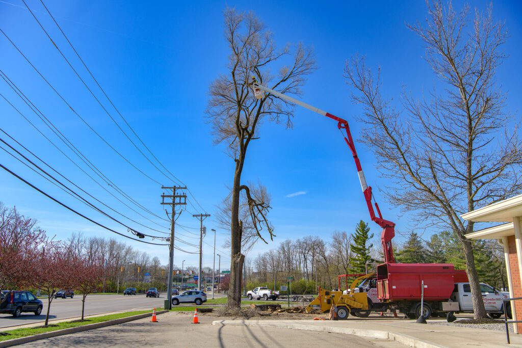 bucket truck being used to remove a large tree from a commercial property