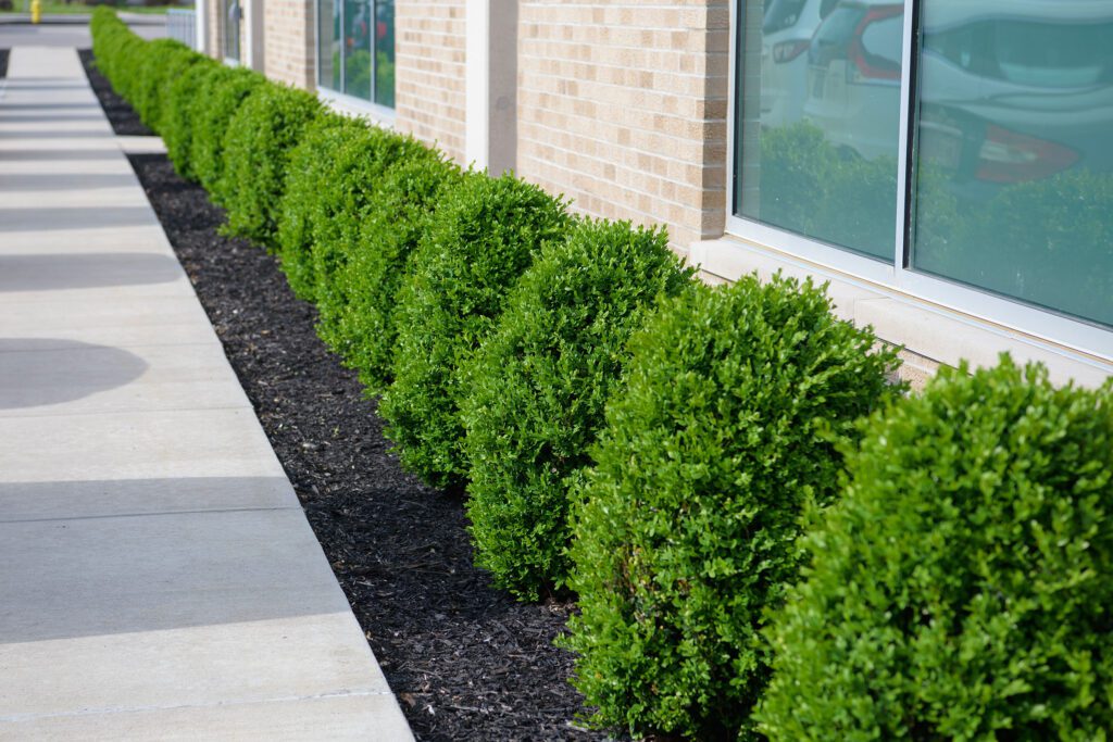 a row of small shrubs landscaping the walkway of a commercial property