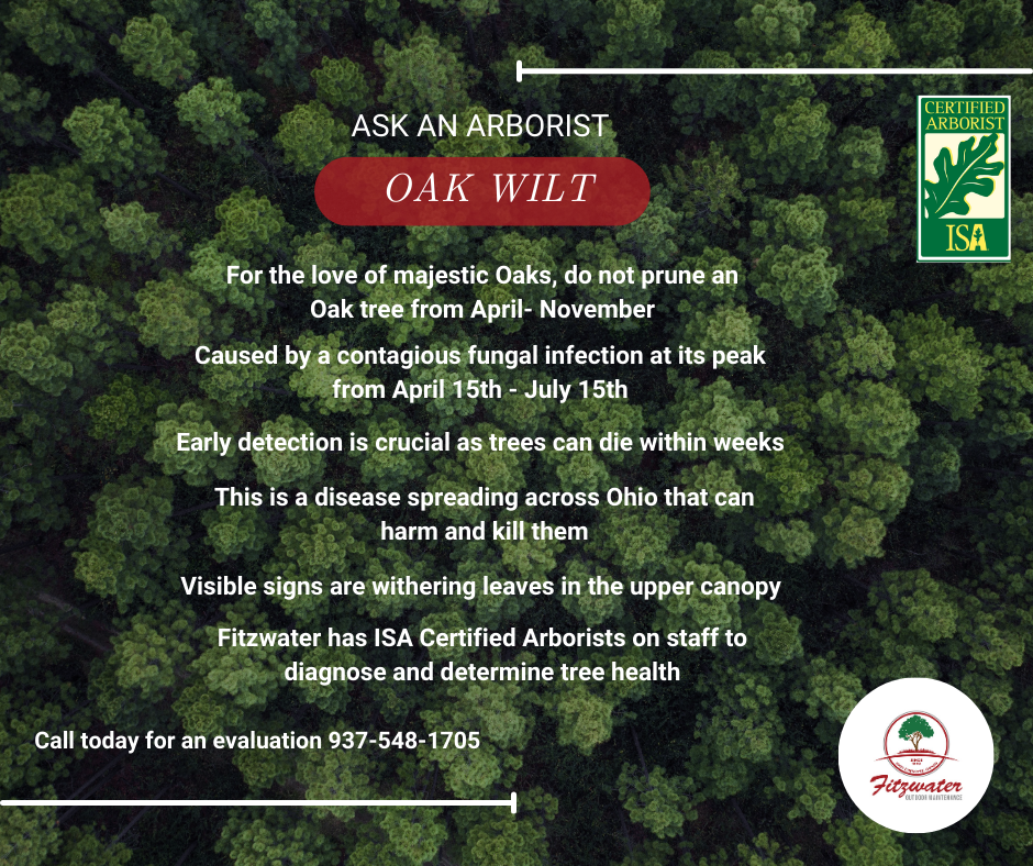 Oak Wilt